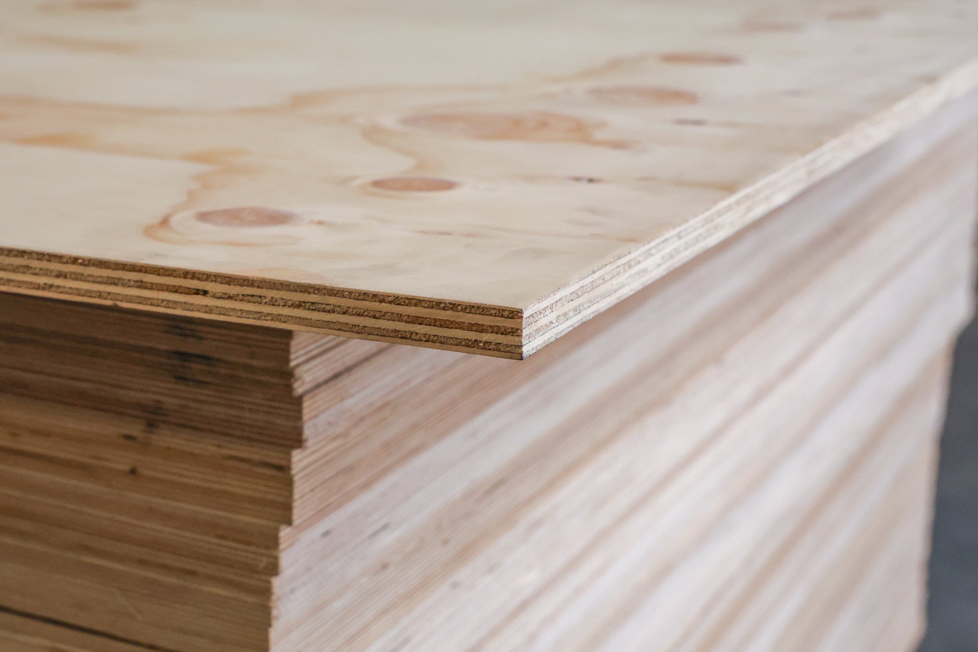 Multistrato Pino Cileno CP/C Fenolico